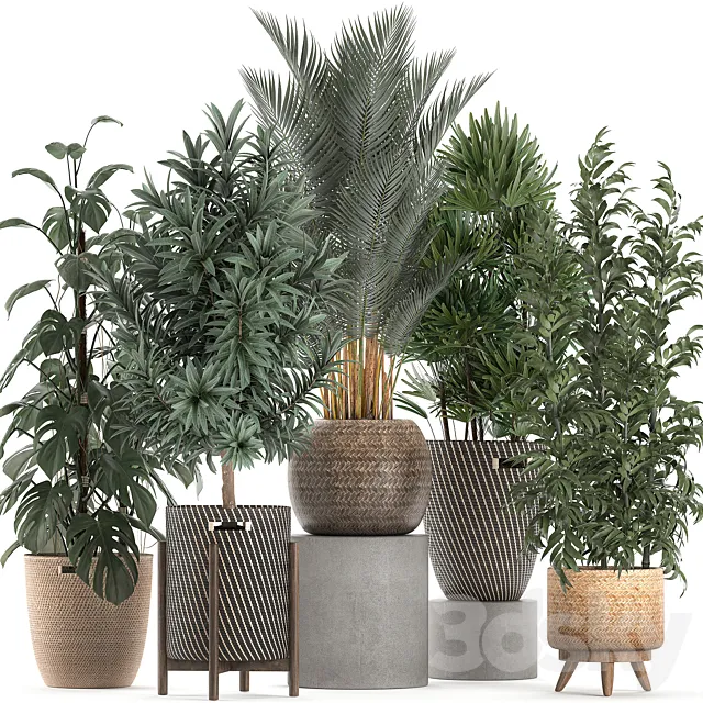Collection of plants in flower wicker baskets with Monstera. bamboo bush. palm. Raphis Palm. Dracaena. Set 632. 3DSMax File