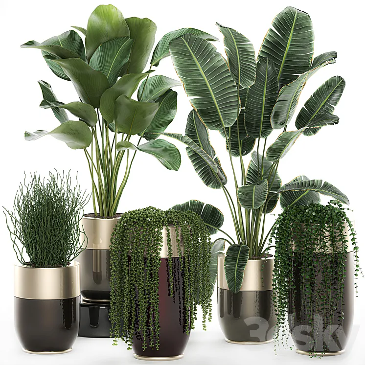 Collection of plants in gold pots Godwin Longhi with hanging Banana calathea Krestovnik Strelitzia. Set 706. 3DS Max