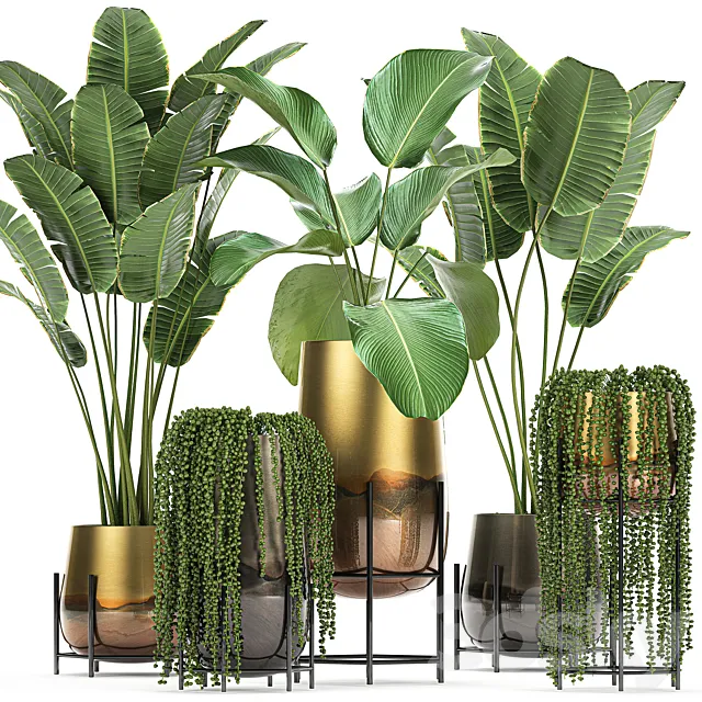 Collection of plants in golden pots on legs with banana palm strelitzia Krestovnik Kalatea lutea hanging plants. Set 768 3DS Max Model