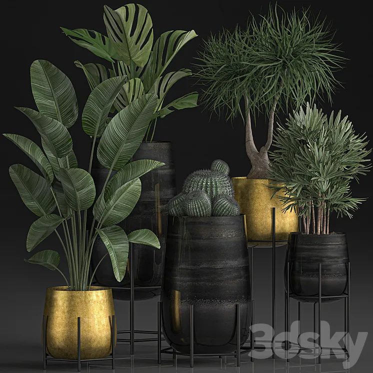 Collection of plants in luxury gold pots on legs with Monstera Banana rapeseed dracaena cactus luxury decor. Set 546. 3DS Max