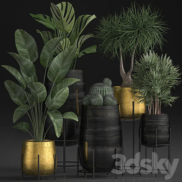 Collection of plants in luxury gold pots on legs with Monstera. Banana. rapeseed. dracaena. cactus. luxury decor. Set 546. 3DSMax File