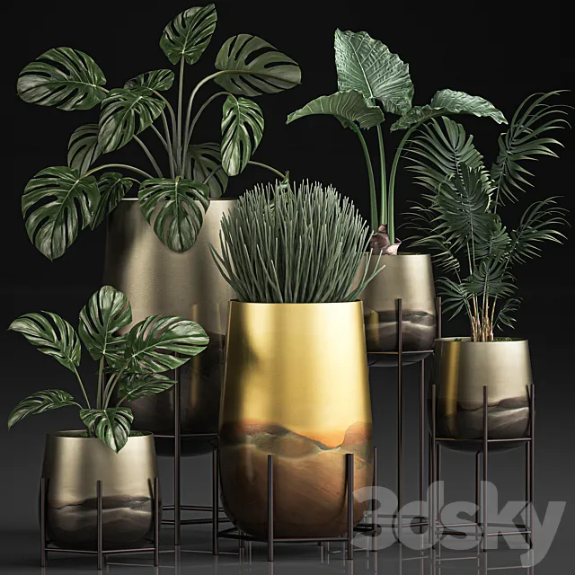 Collection of plants in luxury gold pots on legs with Monstera. palm. hovea. Alokasia. Sansevieria. Set 544. 3DSMax File