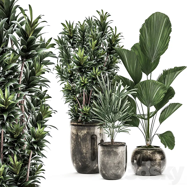 Collection of plants in luxury pots with Dracaena Licuala palm rapis luxury decor. Set 531 3DS Max