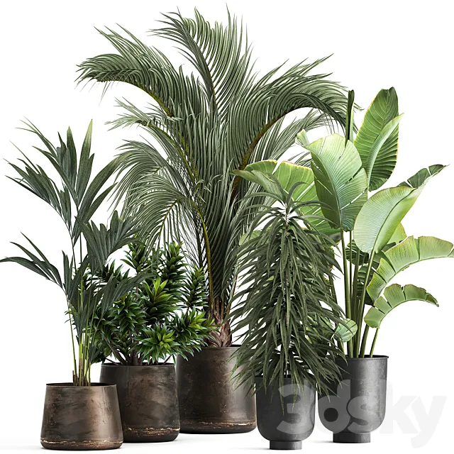 Collection of plants in metal and rusty pots with palm strelitzia hovea ficus ali banana dracaena. 1110 3ds Max