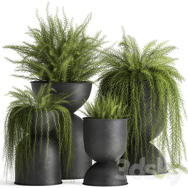 Collection of plants in metal black pots with Asparagus flower. hanging plants. Set 945. 3DSMax File