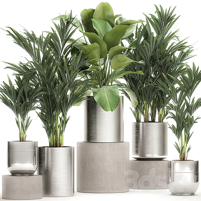 Collection of plants in metal chrome pots with kalatea lutea lush palm trees hovea neanta. Set 784. 3ds Max