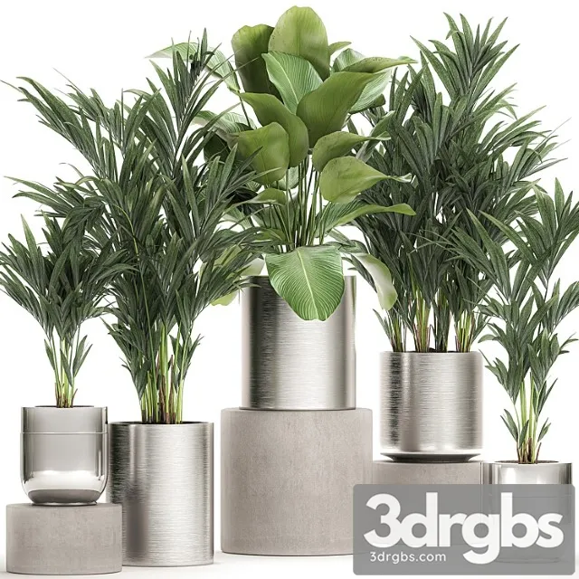 Collection of plants in metal chrome pots with kalatea lutea, lush palm trees, hovea, neanta. set 784.