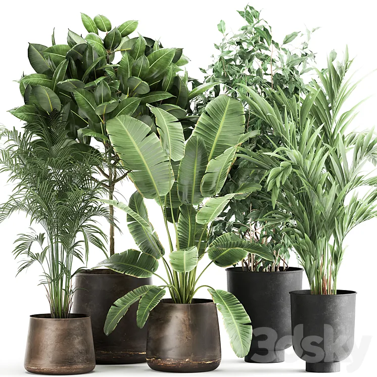 Collection of plants in metal pots and vases Strelitzia Ravenala Banana palm hovea ficus tree Set 978. 3DS Max