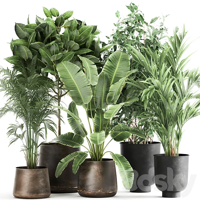 Collection of plants in metal pots and vases Strelitzia. Ravenala. Banana palm. hovea. ficus. tree Set 978. 3DSMax File