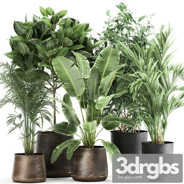 Collection of plants in metal pots and vases strelitzia, ravenala, banana palm, hovea, ficus, tree set 978.