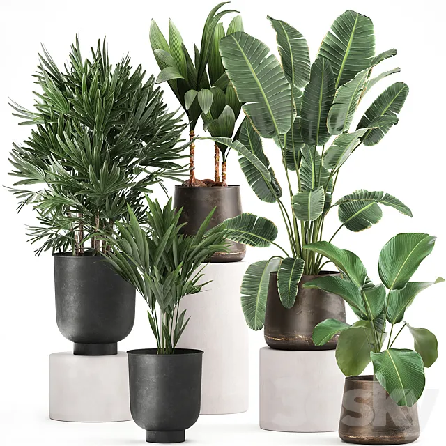 Collection of plants in metal pots and vases Strelitzia Ravenala Banana palm Howea Raphis. Set 981. 3ds Max