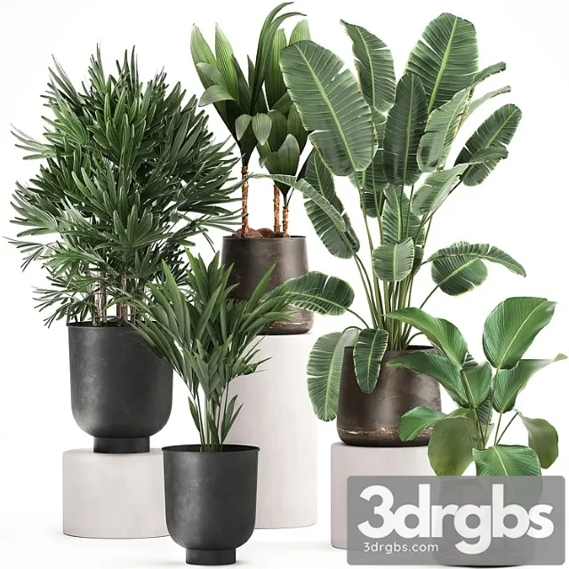 Collection of plants in metal pots and vases strelitzia, ravenala, banana palm, howea, raphis. set 981.