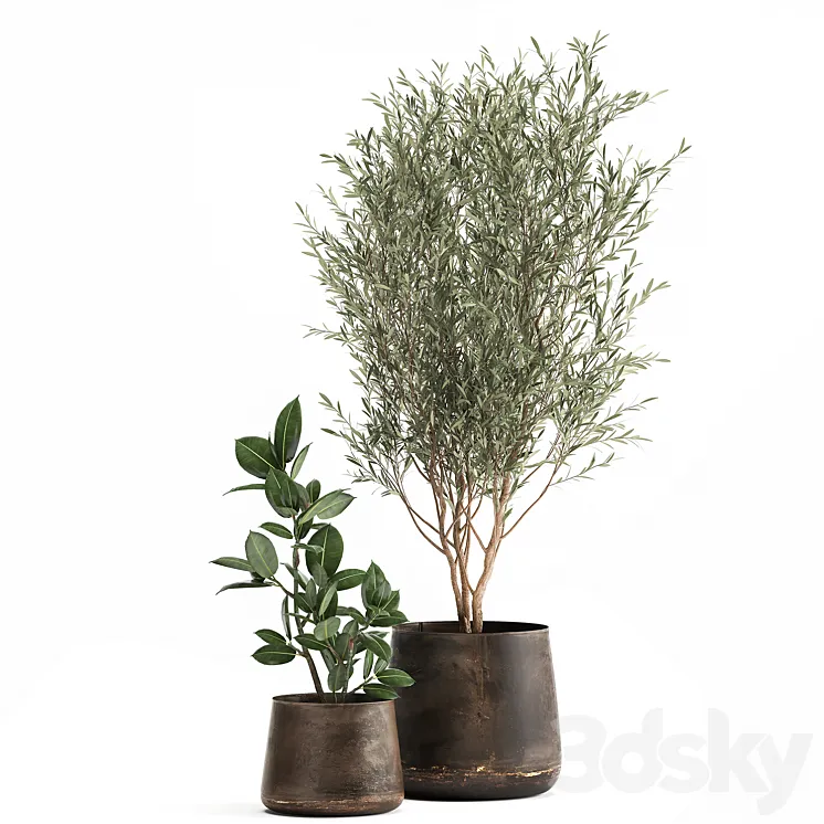 Collection of plants in metal pots with a small olive tree rubber-bearing ficus elastic ficus. Set 917. 3DS Max Model
