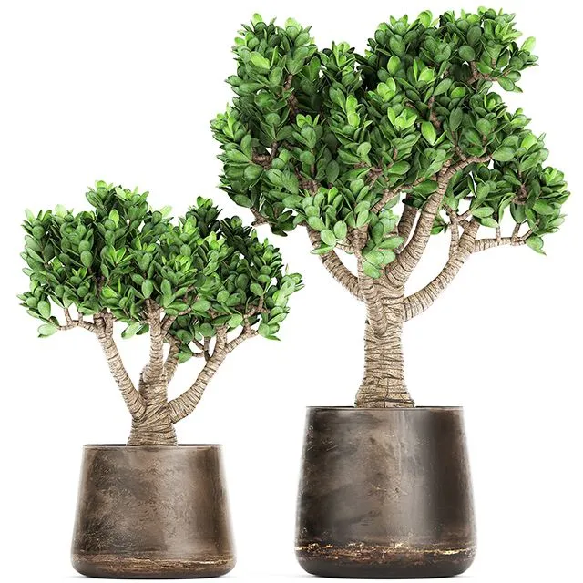 Collection of plants in metal pots with flower Crassula. Set 930 3dsMax Model