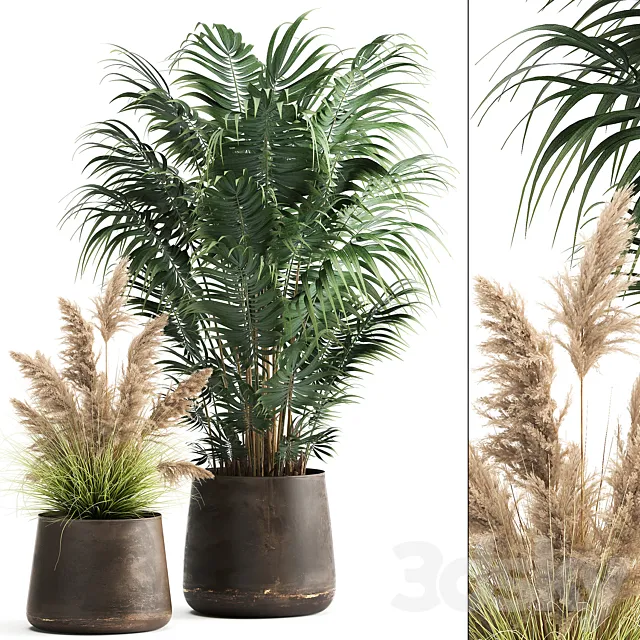 Collection of plants in metal pots with Pampas grass Cortaderia palm Howea. Set 973. 3DS Max Model