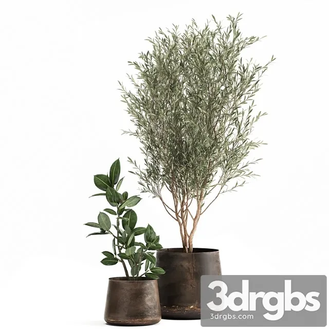 Collection of Plants In Metal Pots With Small Olive Tree Ficus Rubber Ficus Elastica Set 917 3dsmax Download
