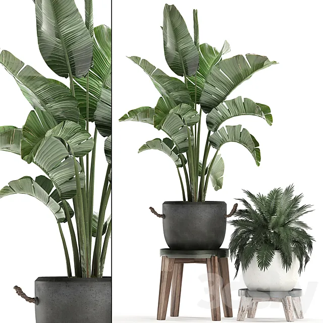 Collection of plants in modern black and white pots with a flower stand Banana palm. strelitzia. palm. Set 459. 3DSMax File