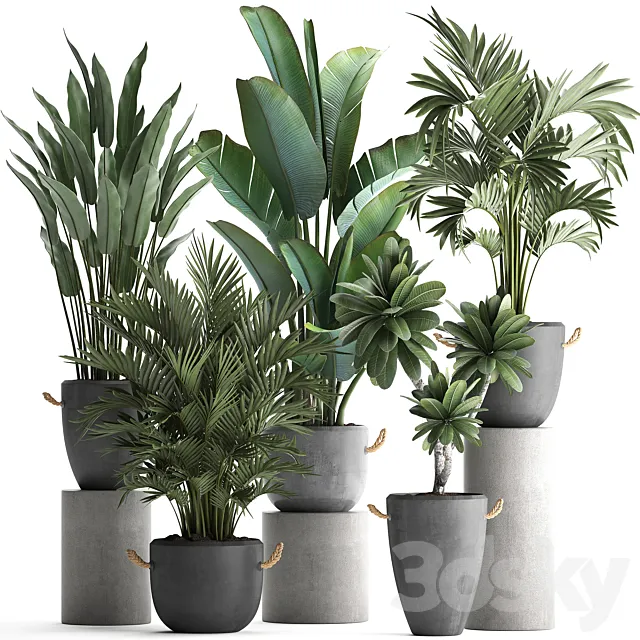 Collection of plants in modern concrete outdoor pots with Banana strelitzia palm hovea plumeria. Set 402. 3DS Max Model