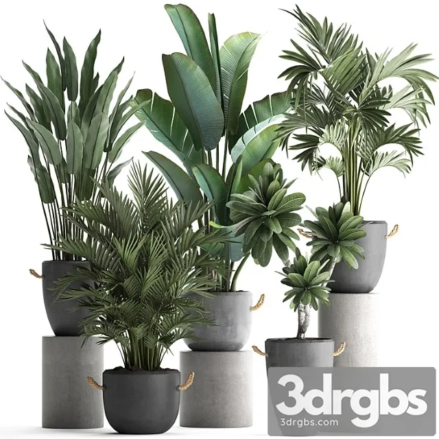 Collection of plants in modern concrete outdoor pots with banana, strelitzia, palm, hovea, plumeria. set 402.