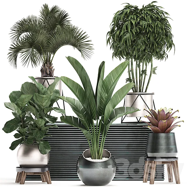 Collection of plants in modern luxury pots with Banana palm. Ficus Lirata. rapeseed. banana. bamboo. luxury. Set 463. 3DSMax File