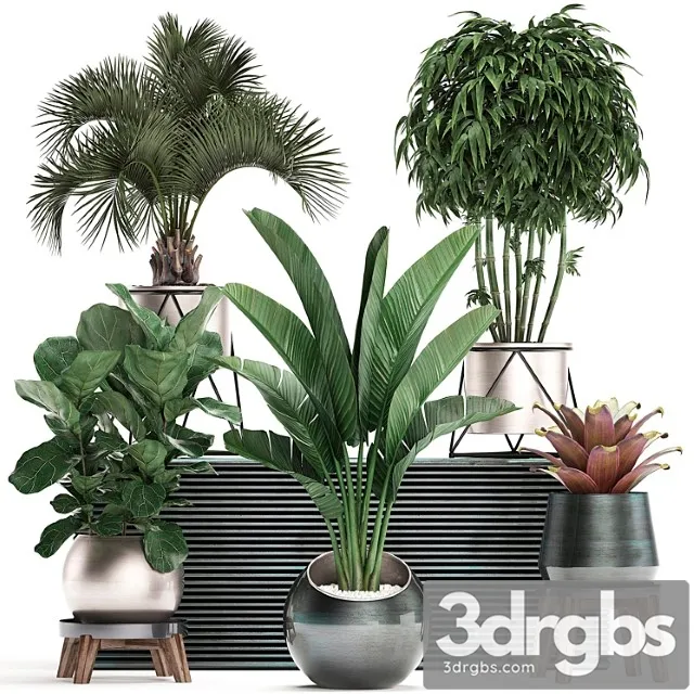 Collection of plants in modern luxury pots with banana palm, ficus lirata, rapeseed, banana, bamboo, luxury. set 463.