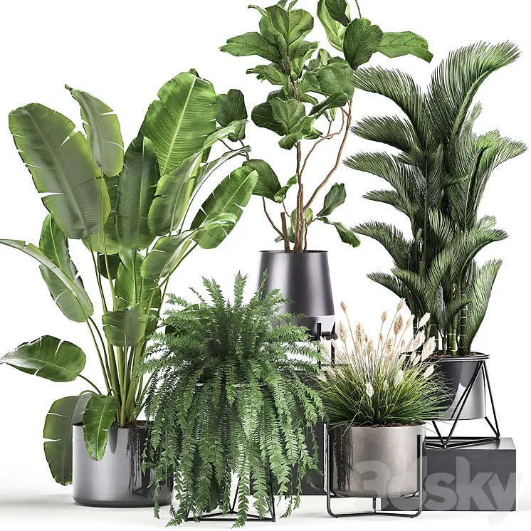 Collection of plants in modern luxury pots with Ficus Lirata fern palm top Ravenala Strelitzia. Set 996. 3DS Max