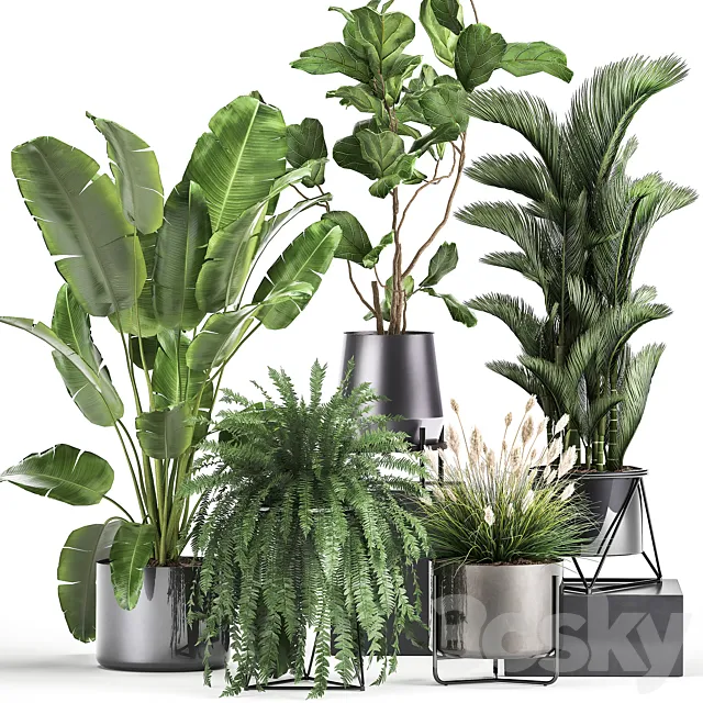 Collection of plants in modern luxury pots with Ficus Lirata. fern. palm. top. Ravenala. Strelitzia. Set 996. 3DSMax File