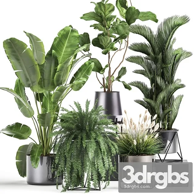 Collection of plants in modern luxury pots with ficus lirata, fern, palm, top, ravenala, strelitzia. set 996.