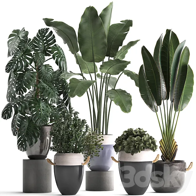 Collection of plants in modern outdoor pots with Banana palm. strelitzia. monstera. bush. Set 396. 3DSMax File