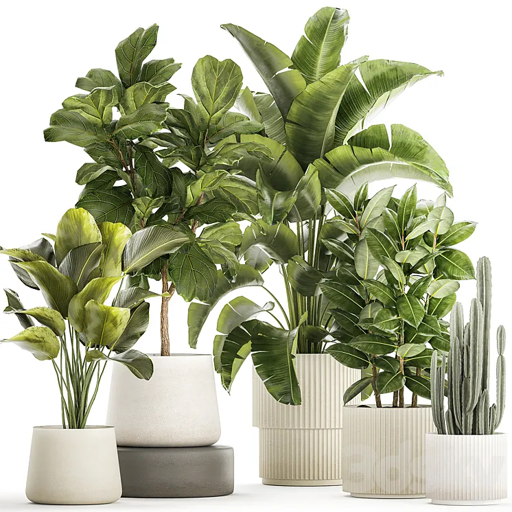 Collection of plants in modern white pots with ficus Lirata tree banana palm calathea lutea cactus Strelittia. Set 1359. 3DS Max Model