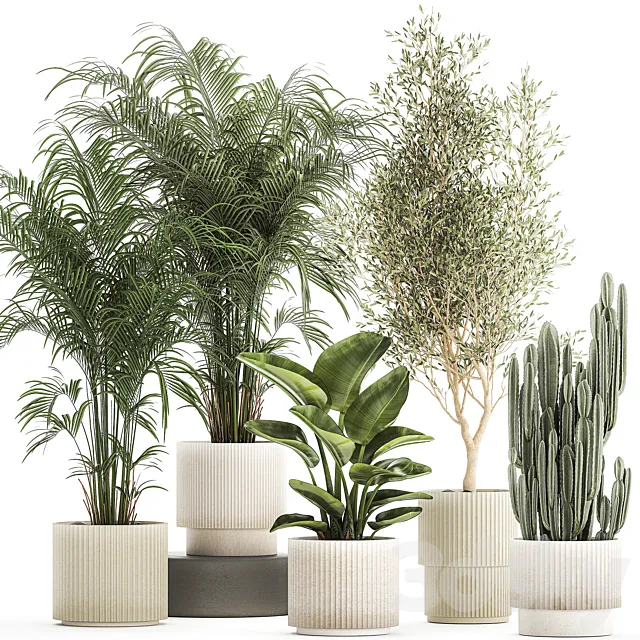 Collection of plants in modern white pots with small indoor lush palm trees Howea olive tree cactus strelitzia. Set 1368. 3DS Max Model