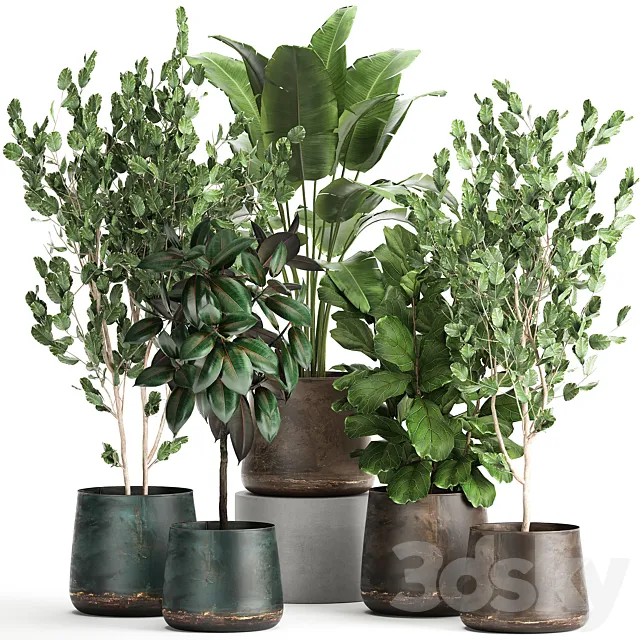 Collection of plants in outdoor metal rusty pots Tree Banana palm Ficus lyrata. Set 942. 3ds Max