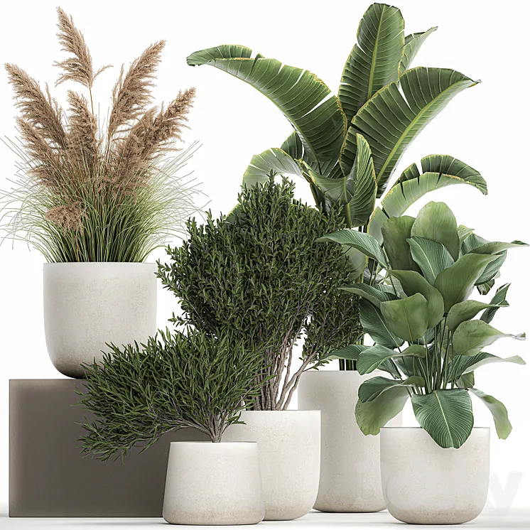 Collection of plants in outdoor pots from white pampas grass tree banana Calathea lutea. 1095. 3DS Max Model