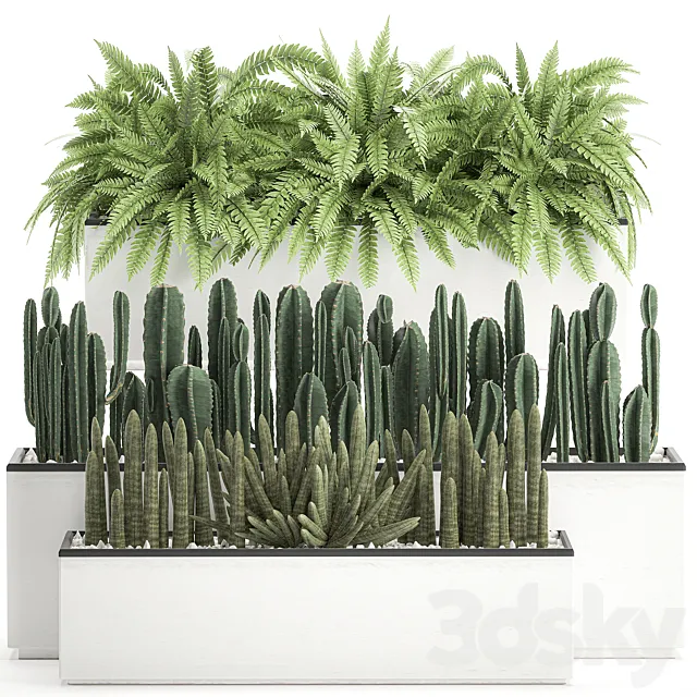 Collection of plants in outdoor white potted flower beds with bushes of fern. Cereus. Sansevieria. cactus. Set 584. 3DSMax File