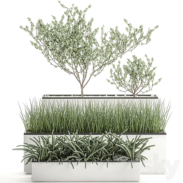 Collection of plants in outdoor white potted flower beds with tree grass Sansevieria. Set 585. 3ds Max