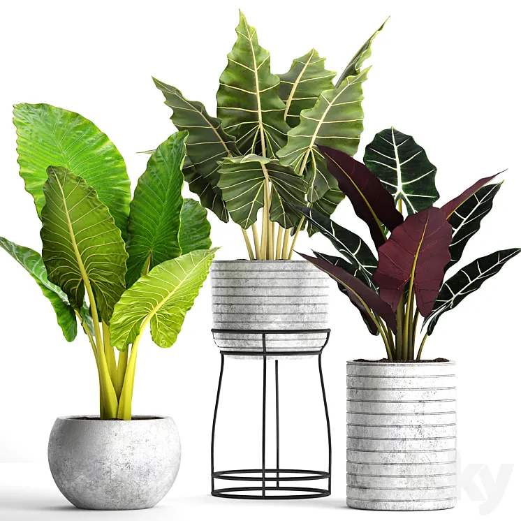 Collection of plants in pots 33. alocasia concrete pot flowerpot small plants flowers flower stand exotic 3DS Max