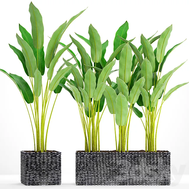 Collection of plants in pots 35. Strelitzia pot bush flowerpot street concrete thickets 3ds Max