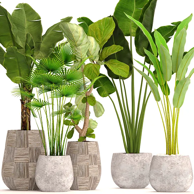 Collection of plants in pots 41. concrete pot. flowerpot. bush. banana palm. ficus lyrata. fan palm. strelitzia 3DSMax File