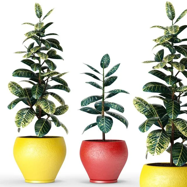 Collection of plants in pots 6 ficus flower pot tree 3dsMax Model
