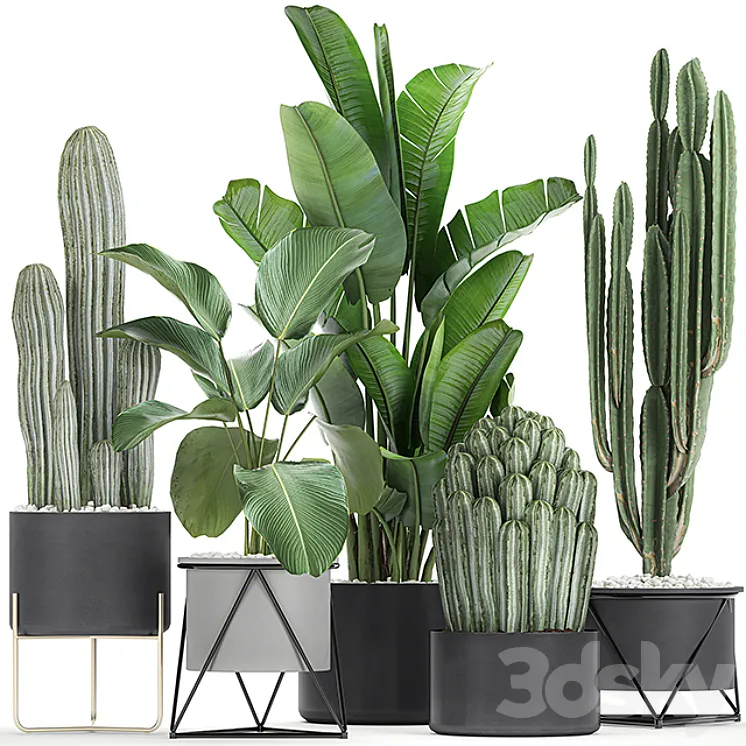 Collection of plants in pots on legs with Cacti and Strelitzia Banana palm Cereus. Set 747. 3DS Max