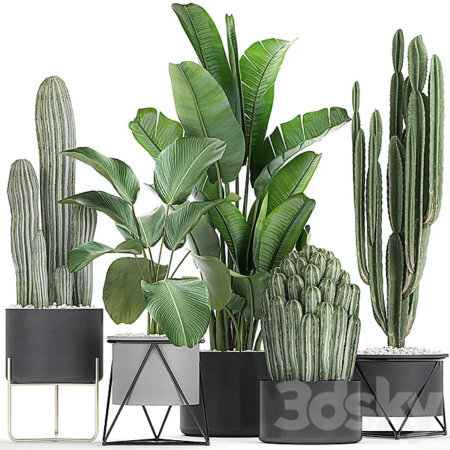 Collection of plants in pots on legs with Cacti and Strelitzia. Banana palm. Cereus. Set 747. 3DSMax File
