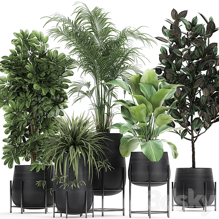 Collection of plants in pots on legs with palm strelitzia Scheffler Calathea lutea Ficus Chlorophytum. Set 769 3DS Max