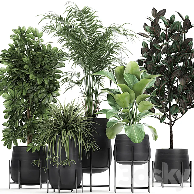 Collection of plants in pots on legs with palm. strelitzia. Scheffler. Calathea lutea. Ficus. Chlorophytum. Set 769 3DSMax File