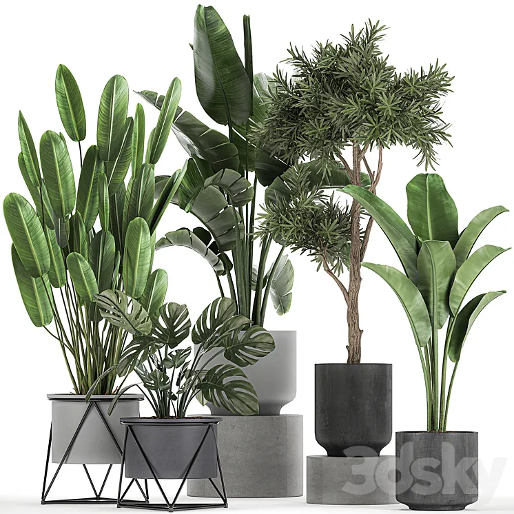 Collection of plants in pots on legs with Strelitzia monstera Banana palm tree. Set 749. 3DS Max