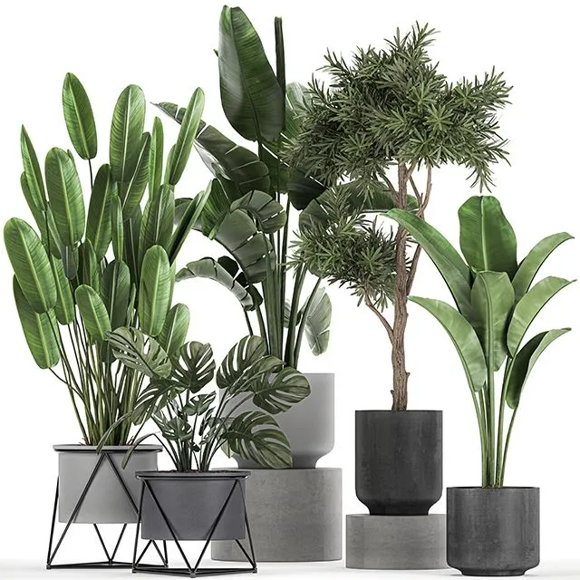 Collection of plants in pots Set 749 3dsMax Model