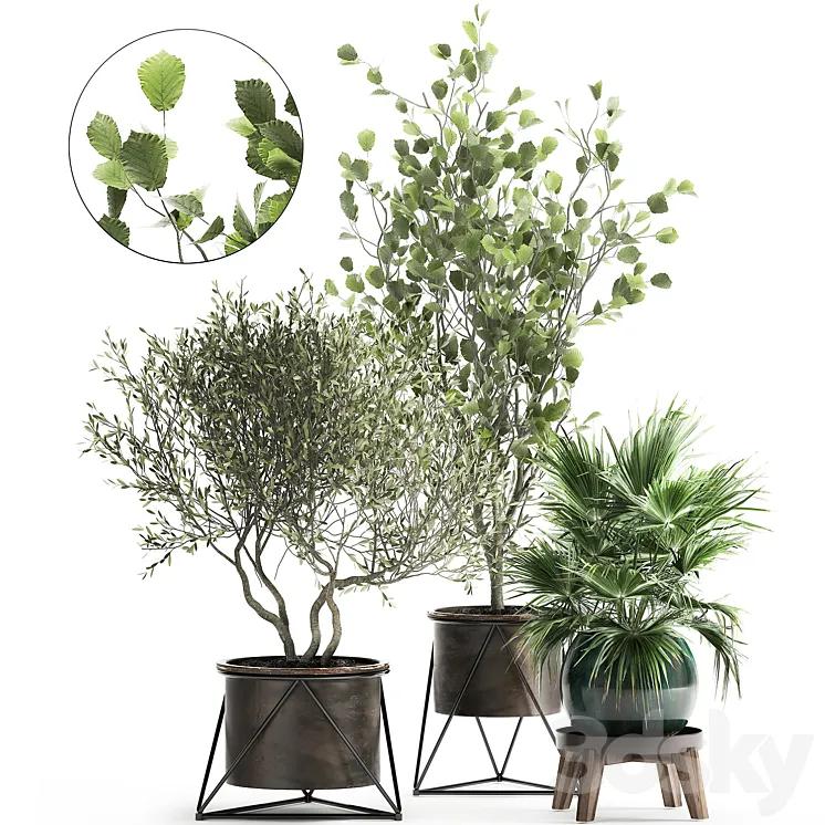Collection of plants in pots with Olive tree ficus fan palm hazel linden. Set 975. 3DS Max Model