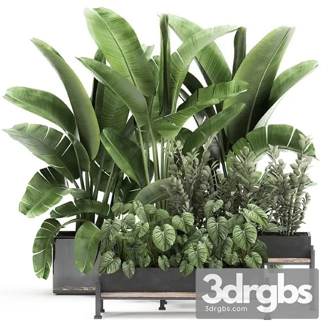 Collection of plants in potted flower beds with thickets, strelitzia, banana, zamiokulkas, philodendron, jungle. set 914.
