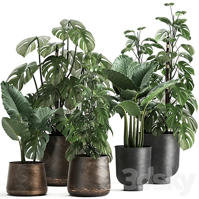 Collection of plants in rusty metal black pots with Monstera flower loft Alokasia. Dial 999. 3DS Max Model