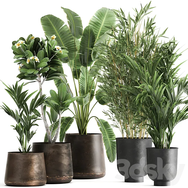 Collection of plants in rusty metal pots with Banana palm bamboo loft style. Set 1043. 3ds Max