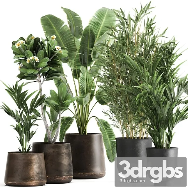 Collection of plants in rusty metal pots with banana palm, bamboo, loft style. set 1043.